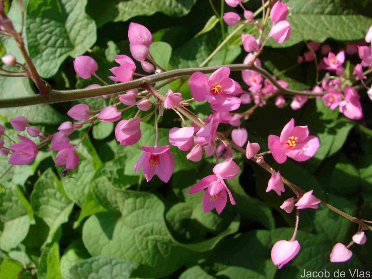 Antigonon leptopus Hook. & Arn.